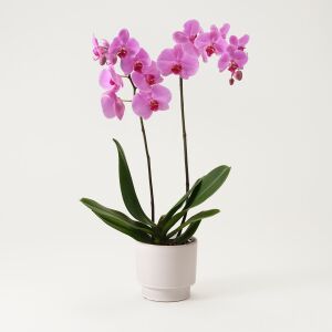 Single plant Phalaenopsis, pink